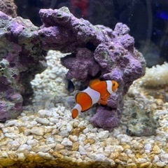 海水魚 5匹＋他