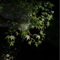 奈良　法華寺で撮影会