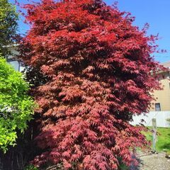 紅葉　3メートルほど　もみじ　庭木