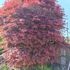 紅葉　3メートルほど　もみじ　庭木の画像