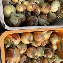 新玉ねぎ