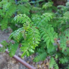山椒の木　さんしょう　庭木