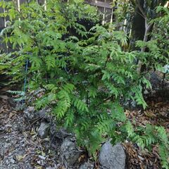 山椒の木　さんしょう　庭木の画像