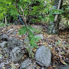 山椒の木　さんしょう　庭木の画像