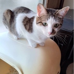 ミックス柄にゃんこ　2歳