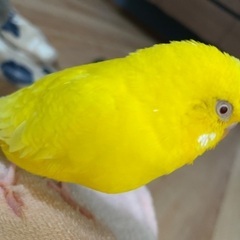 黄色のセキセイインコを探しています