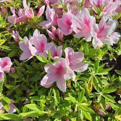つつじの木　ピンク　庭木の画像