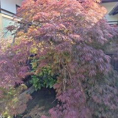 もみじ　葉っぱ細かめ　庭木の画像