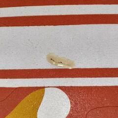 ウインドサーフィン ボードの画像