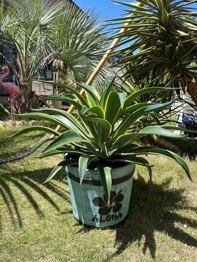 アガベ ベネズエラ 大株