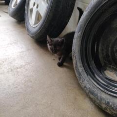 迷いねこ