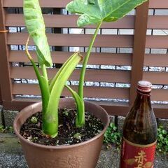 クワズイモ3の画像