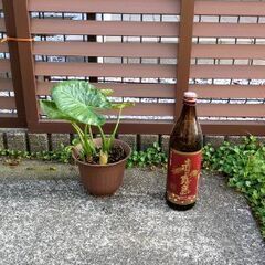 クワズイモ4の画像