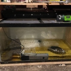 ミドリガメを飼って下さる方！