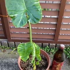 クワズイモ5(大)の画像
