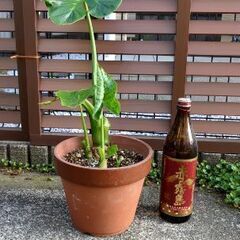 クワズイモ5(大)の画像