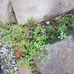 多肉植物　セダム地植えたくさん生えてます。