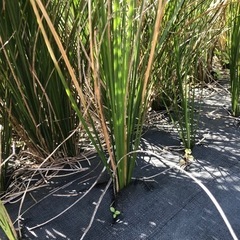 多肉植物 クサントロエア グラウカ