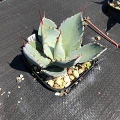 多肉植物 アガベ パリー  トルンカータ