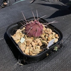 多肉植物 サボテン オプンチア マクロケントラ