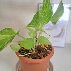 🌿【希少】ポトス  テルノ  ロビン🌿の画像