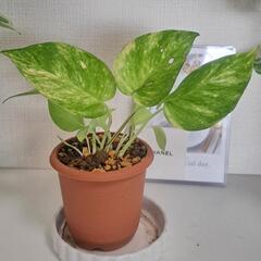 🌿【希少】ポトス  テルノ  ロビン🌿の画像