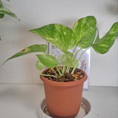 🌿【希少】ポトス  テルノ  ロビン🌿