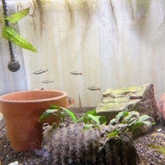熱帯魚B お譲りします。の画像
