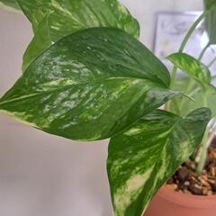🌿【希少】ポトス  テルノ  バンピー🌿の画像