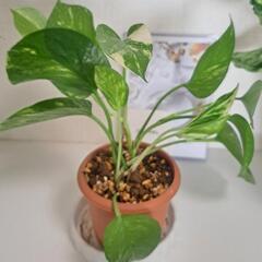 🌿【希少】ポトス  テルノ  バンピー🌿