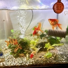 金魚お譲りします。