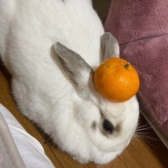 うさぎ 3歳