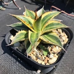 多肉植物 アガベ 五色万代