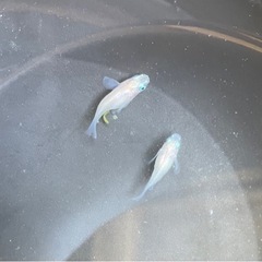 メダカ　ピュアホワイトダルマ1ペア