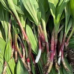 食品