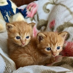 4月10日生まれの仔猫（受付停止中）