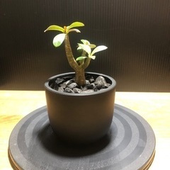 アデニウム  アラビカム　鉢付き