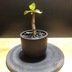 ランキングキーワードに紐づく投稿画像-観葉植物