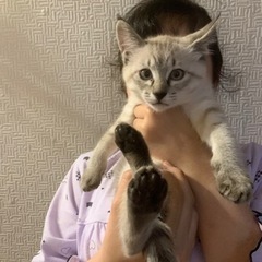 里親さん募集致します