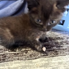 3月25日生まれの子猫