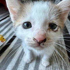 3月30日生まれの子猫の里親を募集しています！