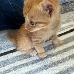 4月2日生まれの子猫の里親を募集しています！