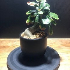 アデニウム アラビカム　横植え　仕立て