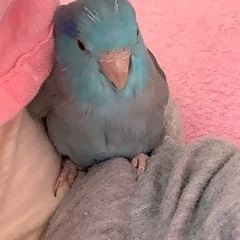 マメルリハ インコを探しています