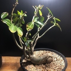 アデニウム アラビカム　横植え　仕立て株　8年管理の画像