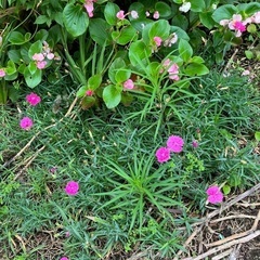 庭の草木、をお譲りします。