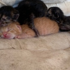 子猫の里親募集しております。只今相談中です。