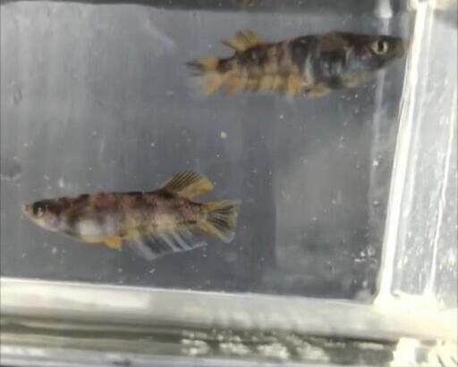（受け渡し決定）メダカ　墨虎3ペア+雄1匹