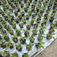 野菜苗いろいろ