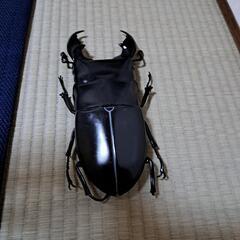 クワガタ　ビッグ　標本　おもちゃ　フィギア　飾り
